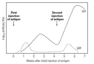 1401_Primary and secondary immune responses.png